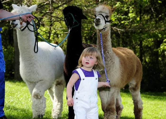 Am Buehl فندق 3*